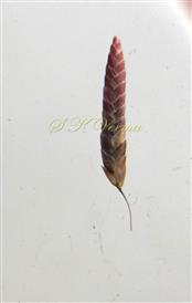  Young spikelet